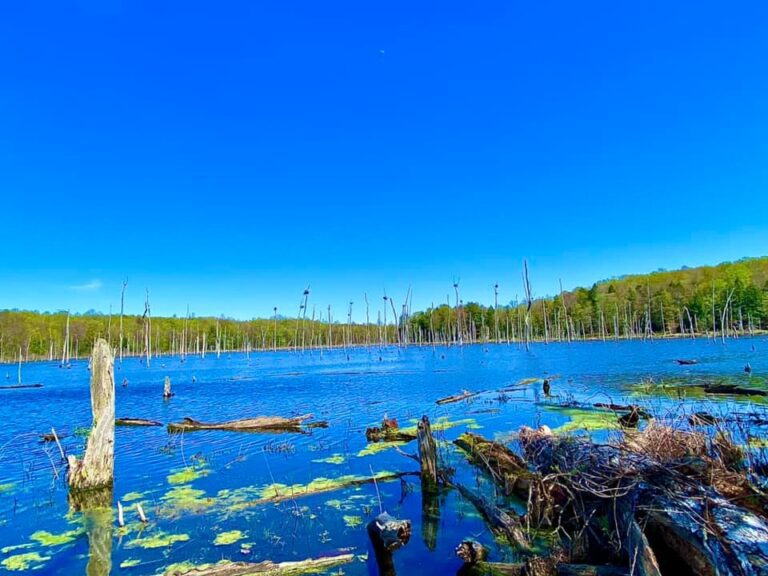 Sterling Nature Center – Sterling, NY | Adventures in New York