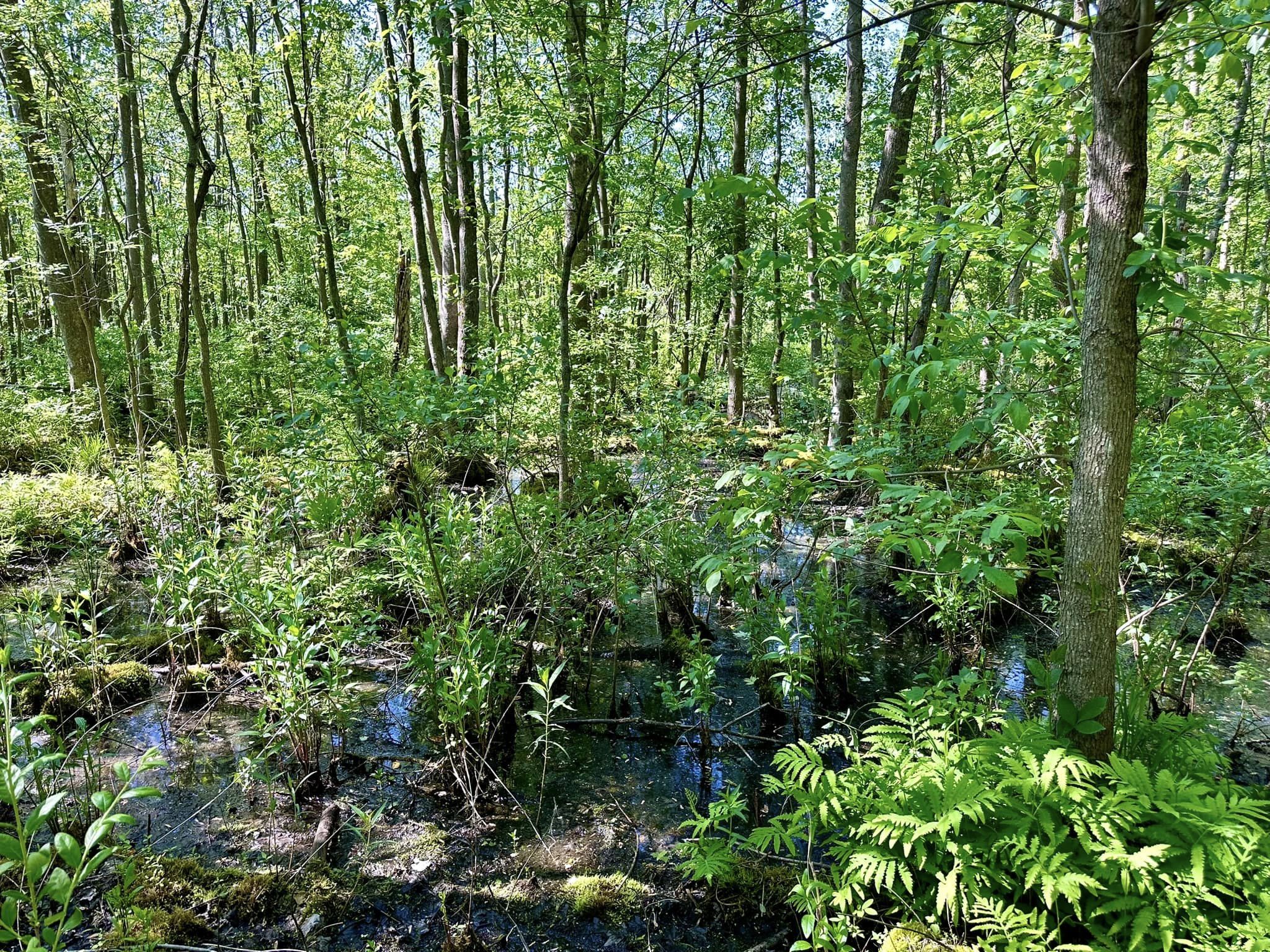 Huckleberry Swamp
