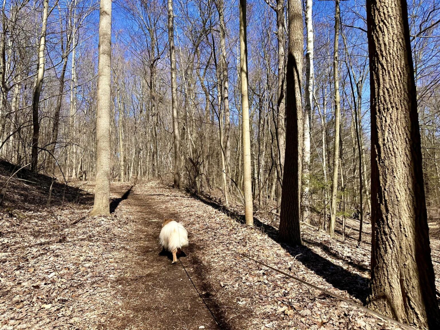 Herman Road Forever Wild Forest ~ Webster, NY | Adventures in New York