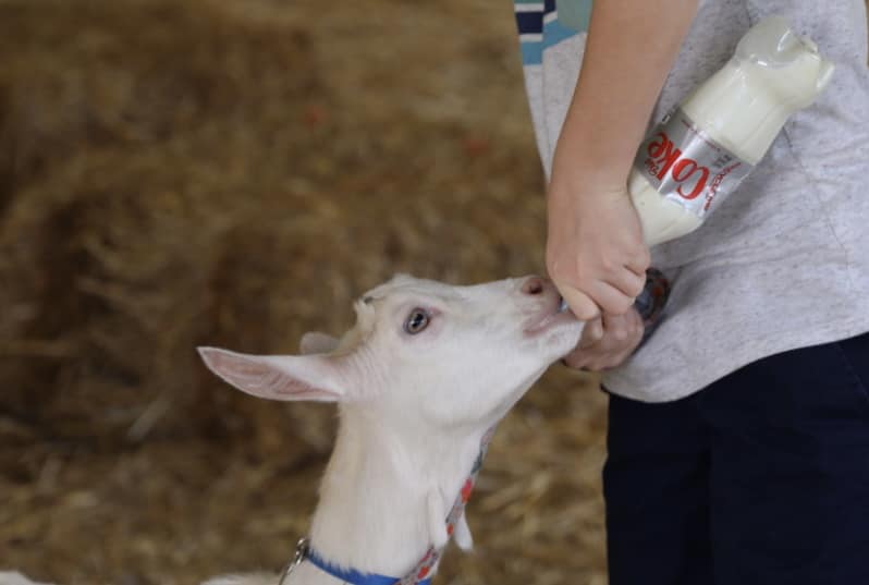 Lively Run Dairy