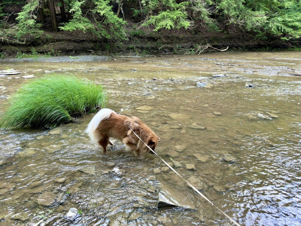 Hunters Creek County Park