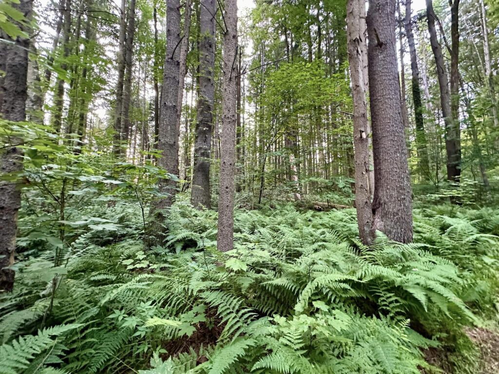 Taconic State Park