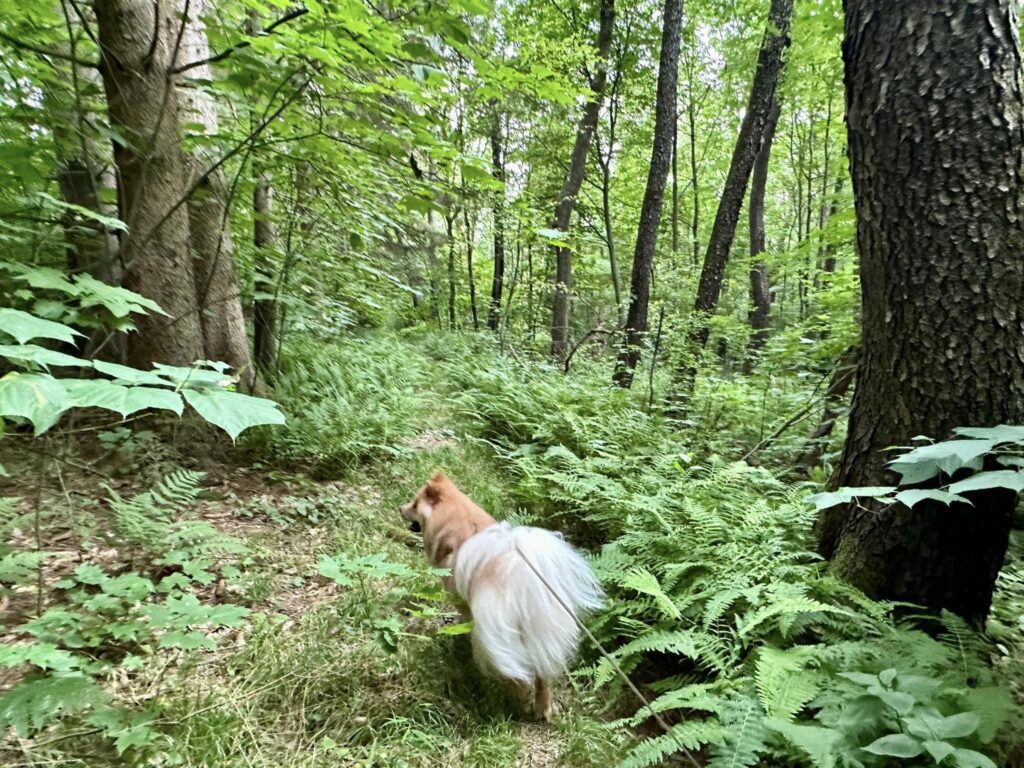 Taconic State Park