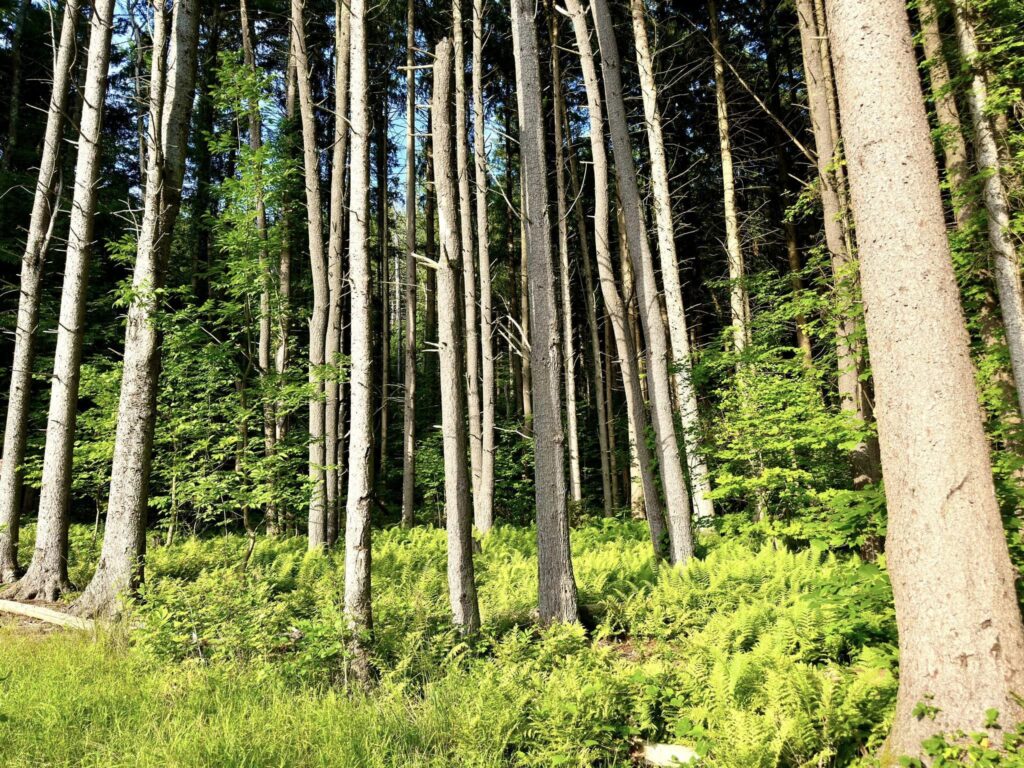 Taconic State Park